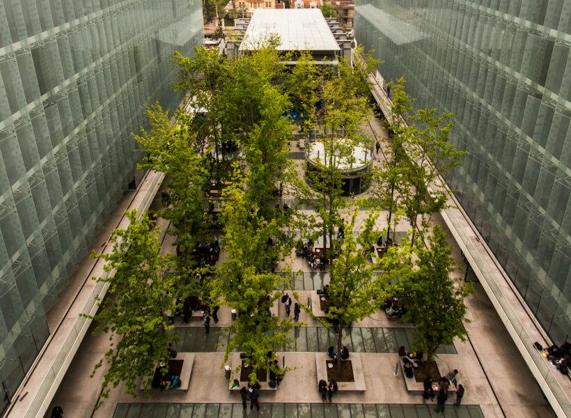 Plantas en la universidad